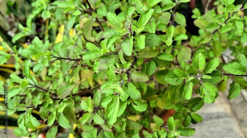 Wallpaper Mural Holy basil or tulsi in the garden, these aromatic hot basil plants are used in traditional medicine in Asia. Torontodigital.ca