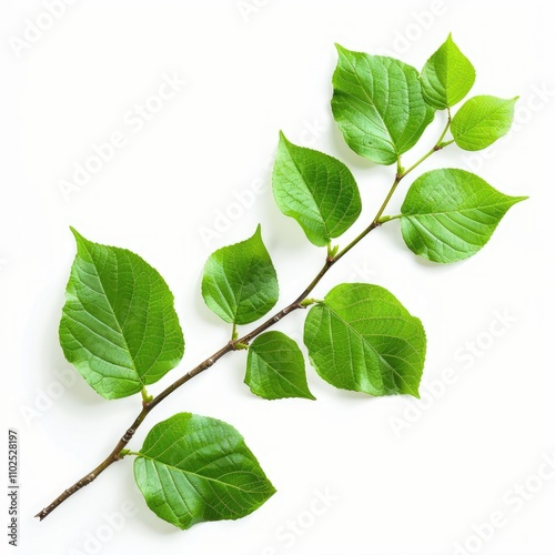 Green leaves on tree branch on white background.