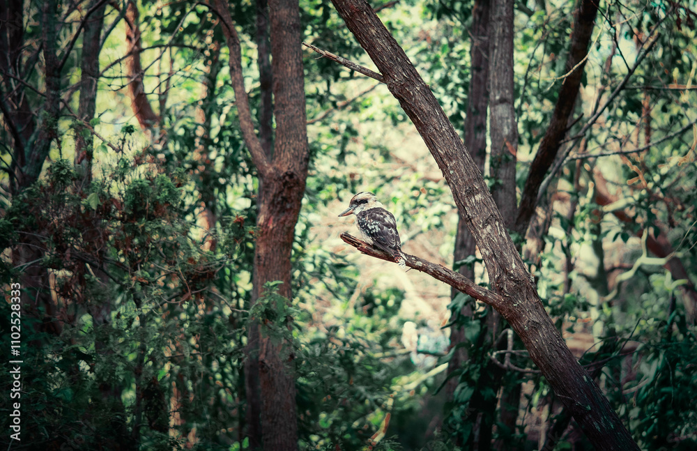 Fototapeta premium Kookaburra from the back