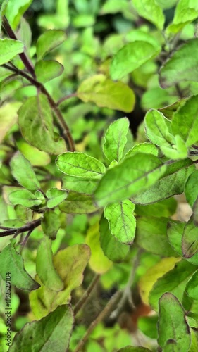 Wallpaper Mural Holy basil or tulsi in the garden, these aromatic hot basil plants are used in traditional medicine in Asia. Torontodigital.ca