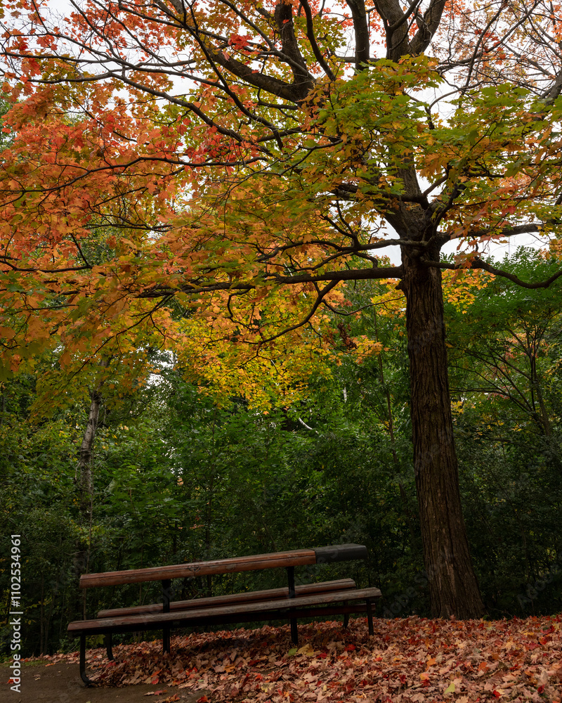 Vibrant Fall Scene of Trees and Leaves in the Park - landscape in Canada