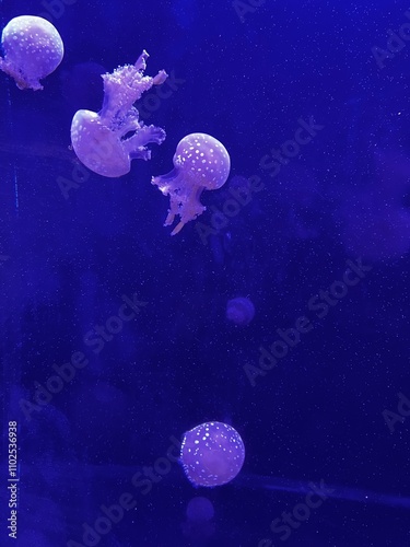 Jellyfish 