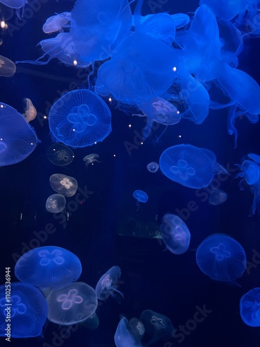 jellyfish in aquarium