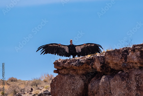 California Condor (Gymnogyps californianus) on edge of cliff at Navajo Bridge, Arizona. Wings spread, tag visible. Blue sky in the background.
 photo