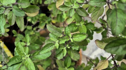 Wallpaper Mural Holy basil or tulsi in the garden, these aromatic hot basil plants are used in traditional medicine in Asia. Torontodigital.ca