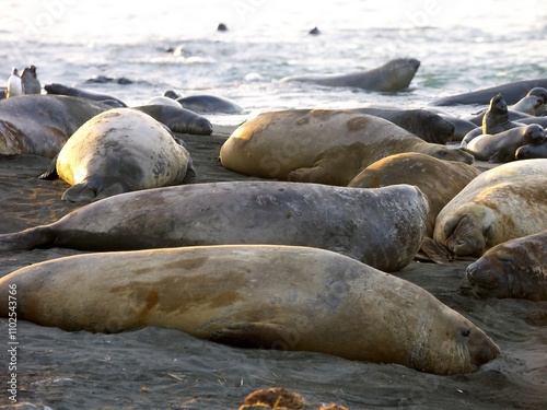 Elephant seals Relaxing on a Sandy Beach - South Georgia, Gold Harbour photo