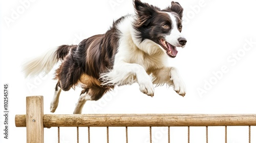 Border Collie jumping over fence white background AR 169