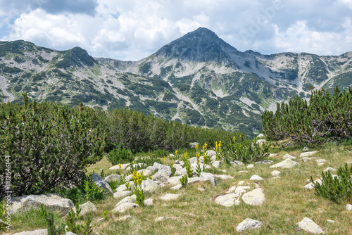 Summer view of Pirin Mountain around Banderitsa River, Bulgaria photo