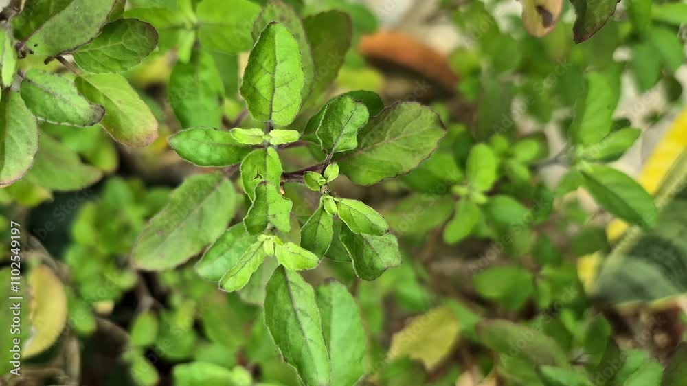 Holy basil or tulsi in the garden, these aromatic hot basil plants are used in traditional medicine in Asia. Holy basil or tulsi in the garden, these aromatic hot basil plants are used in traditional medicine in Asia.