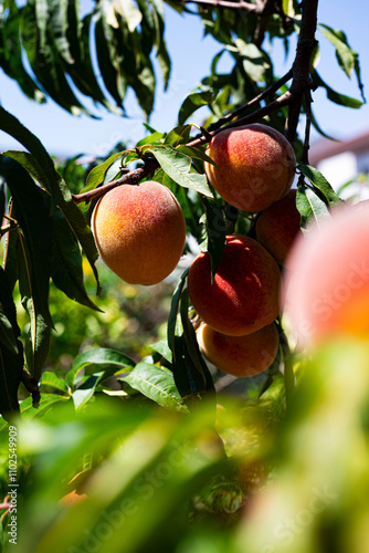 ripe peaches on a tree branch photo