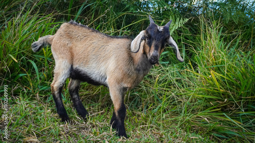 Bello cabrito en el campo con largas orejas photo