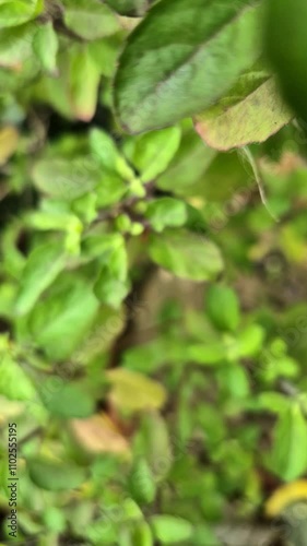 Wallpaper Mural Holy basil or tulsi in the garden, these aromatic hot basil plants are used in traditional medicine in Asia. Torontodigital.ca