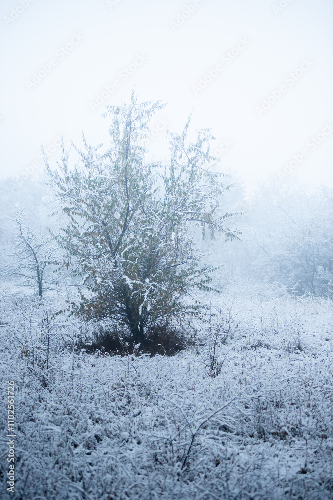 custom made wallpaper toronto digitalChristmas landscape in the forest , beautiful snowy weather , snow covered trees , road in the forest.Cold pictures,wizzard in the woodlands,Blue colors,snowy and foggy weather , landscape at morning
