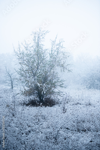 Wallpaper Mural Christmas landscape in the forest , beautiful snowy weather , snow covered trees , road in the forest.Cold pictures,wizzard in the woodlands,Blue colors,snowy and foggy weather , landscape at morning Torontodigital.ca