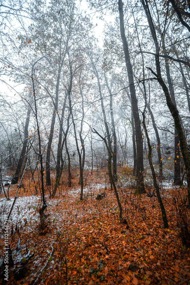Winter landscape in the forest,mystery woodlands with snow and mist with fog, nature landscape,cold picture. Woodlands with fog and misty trees with branches .Trees covered snow , leaves and snow Winter landscape in the forest,mystery woodlands with snow and mist with fog, nature landscape,cold picture. Woodlands with fog and misty trees with branches .Trees covered snow , leaves and snow
