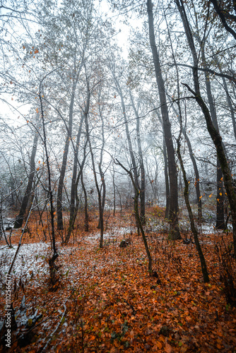 Winter landscape in the forest,mystery woodlands with snow and mist with fog, nature landscape,cold picture. Woodlands with fog and misty trees with branches .Trees covered snow , leaves and snow  photo