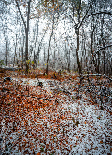 Winter landscape in the forest,mystery woodlands with snow and mist with fog, nature landscape,cold picture. Woodlands with fog and misty trees with branches .Trees covered snow , leaves and snow  photo