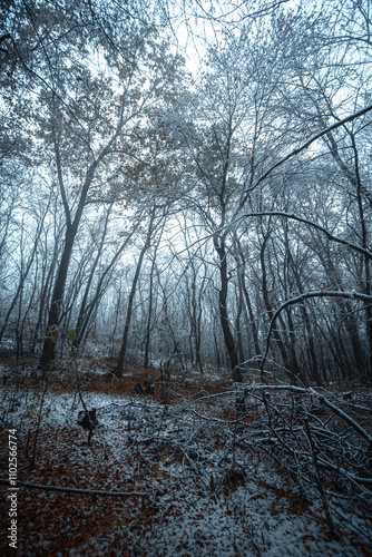 Winter landscape in the forest,mystery woodlands with snow and mist with fog, nature landscape,cold picture. Woodlands with fog and misty trees with branches .Trees covered snow , leaves and snow  photo