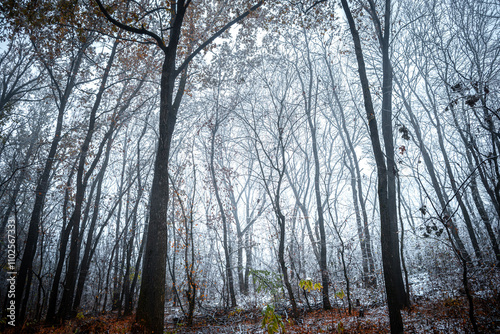 Winter landscape in the forest,mystery woodlands with snow and mist with fog, nature landscape,cold picture. Woodlands with fog and misty trees with branches .Trees covered snow , leaves and snow  photo