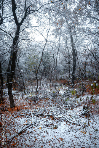 Winter landscape in the forest,mystery woodlands with snow and mist with fog, nature landscape,cold picture. Woodlands with fog and misty trees with branches .Trees covered snow , leaves and snow  photo