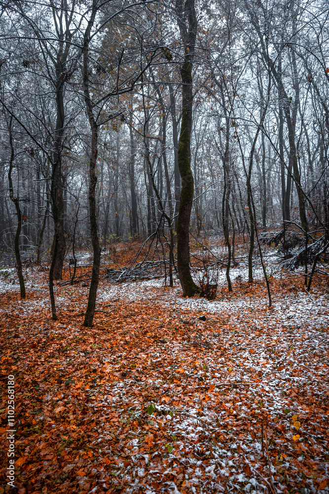 Fototapeta premium Misty weather in the forest,winter landscape in the forest.Snow covered trees. Woodlands at autumn morning,first snow in the fall.Trees and leaves,beautiful orange leaves on the ground , cold picture 