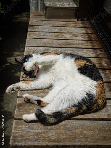 三毛猫「みい」。ひなたぼっこをしている。お腹を見せてリラックスしている。
Tortoiseshell cat “Mii”. She is basking in the sun. She is relaxing with her belly showing. photo