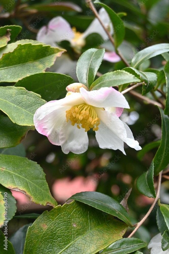Obraz premium Camellia sasanqua (Sasanqua) flowers. Theaceae evergreen flowering tree. Red, white, or pink flowers bloom from late autumn to early winter.