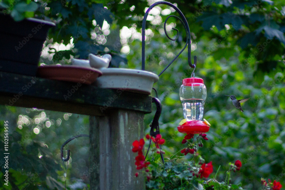 Obraz premium hummingbird at feeder in garden