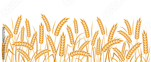 Ear of wheat and wheat grain on white background. Organic wheat, bread agriculture and natural eat, barley or rice millet. Agricultural background template. Isolated. Vector illustration