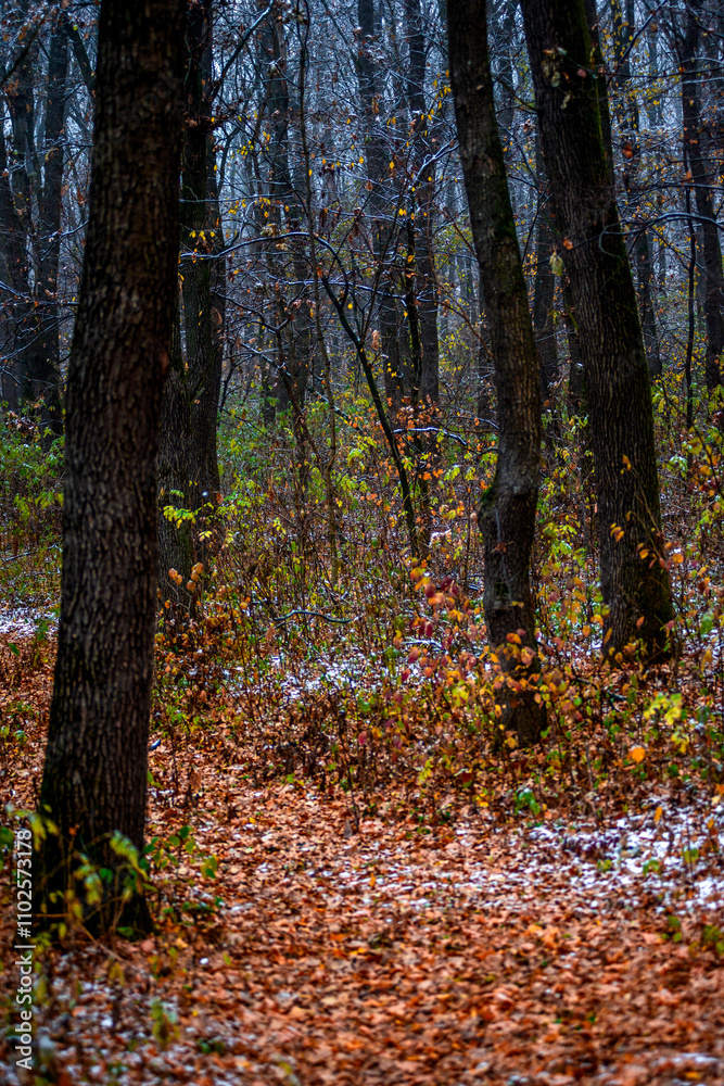 Obraz premium Forest with snow,snow covered trees,november with first snow.Fall colors ,trees with leaves and snow.Beautiful landscape in the woodlands, nature lovers.Mystery weather ,forest at morning with mist
