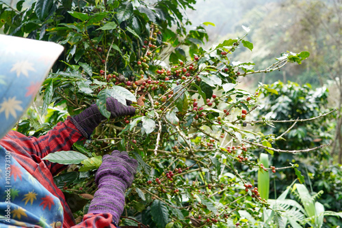 Plantation red coffee bean farmer hands ripe harvest in Garden farm. Close up hand harvesting green red yellow bean Robusta arabica Coffee berries leaf tree Plant in Brazil Ethiopia Vietnam Country
 photo