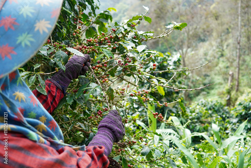 Plantation red coffee bean farmer hands ripe harvest in Garden farm. Close up hand harvesting green red yellow bean Robusta arabica Coffee berries leaf tree Plant in Brazil Ethiopia Vietnam Country
