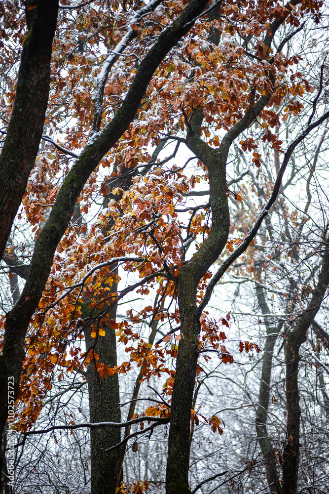 Trees in the forest covered by snow,november first snow in the woodlands, nature photography,woodlands at morning.Misty and foggy weather ,outdoor expirience . Hiking in the forest,landscape photo . Trees in the forest covered by snow,november first snow in the woodlands, nature photography,woodlands at morning.Misty and foggy weather ,outdoor expirience . Hiking in the forest,landscape photo .