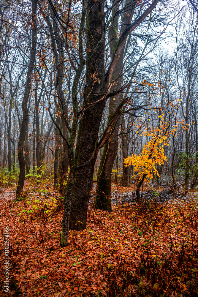 Obraz premium First snow at the november,snow in the forest with fog and orange leaves on trees.Autumn woodlands with beautiful snowy weather,misty and rainy weather . Fall colors with white snow, mystery woods
