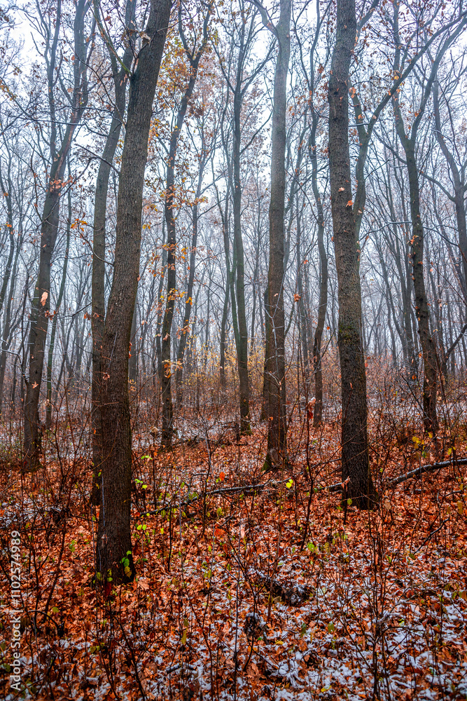 Fototapeta premium First snow at the november,snow in the forest with fog and orange leaves on trees.Autumn woodlands with beautiful snowy weather,misty and rainy weather . Fall colors with white snow, mystery woods
