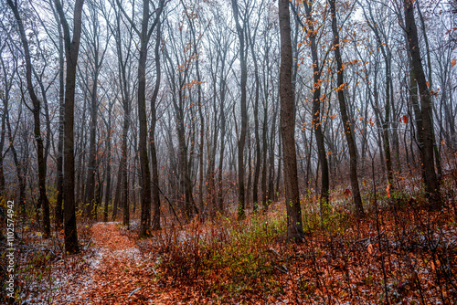 Wallpaper Mural First snow at the november,snow in the forest with fog and orange leaves on trees.Autumn woodlands with beautiful snowy weather,misty and rainy weather . Fall colors with white snow, mystery woods Torontodigital.ca