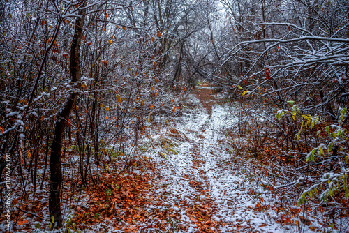 First snow at the november,snow in the forest with fog and orange leaves on trees.Autumn woodlands with beautiful snowy weather,misty and rainy weather . Fall colors with white snow, mystery woods