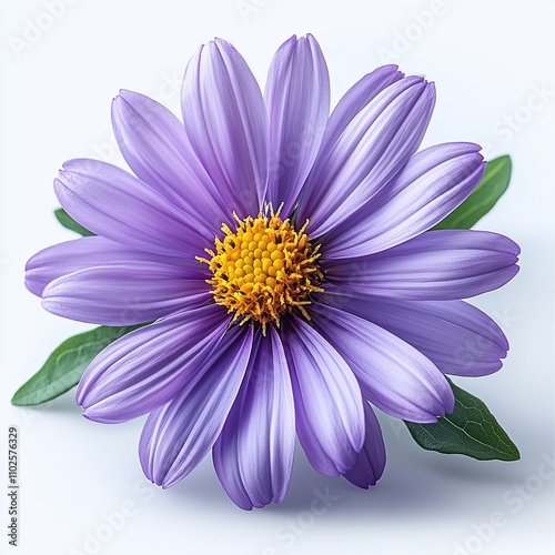 Light Purple Cornflower Aster with Yellow Center on White Background