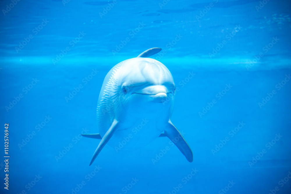 Fototapeta premium DELFIN