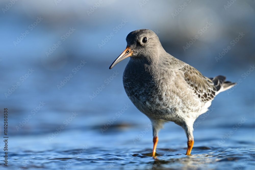 A Purple Sandpiper from the high Arctic forages for invertabraess along the moss covered rocky shoreline A Purple Sandpiper from the high Arctic forages for invertabraess along the moss covered rocky shoreline