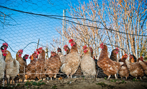 GALLINAS BLANCA Y MARRON