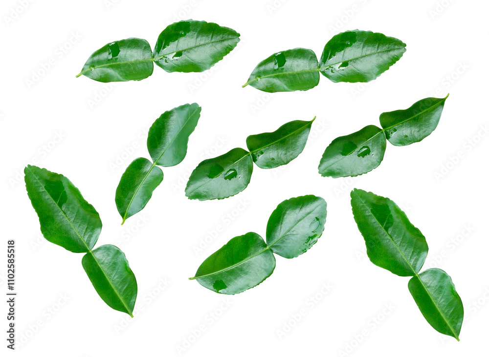 Top view set of kaffir lime leaves or bergamot leaves scattering isolated with clipping path in png file format Top view set of kaffir lime leaves or bergamot leaves scattering isolated with clipping path in png file format