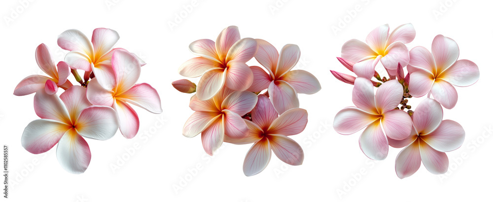 Obraz premium Soft Pink Plumeria Flowers on Transparent Background