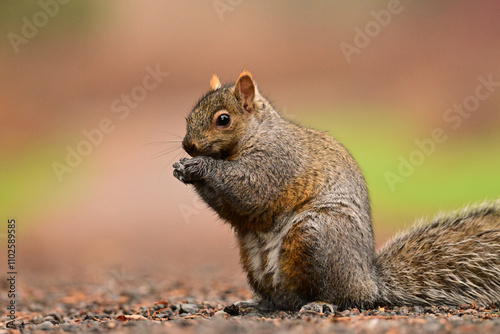 An American Gray Squirel in the forest sits up as it eats