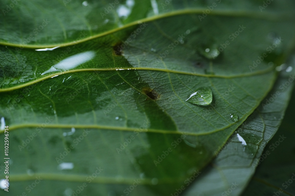 Close up shot of rubber tree leaf used to wrapped glutinous rice for making Tapai Close up shot of rubber tree leaf used to wrapped glutinous rice for making Tapai