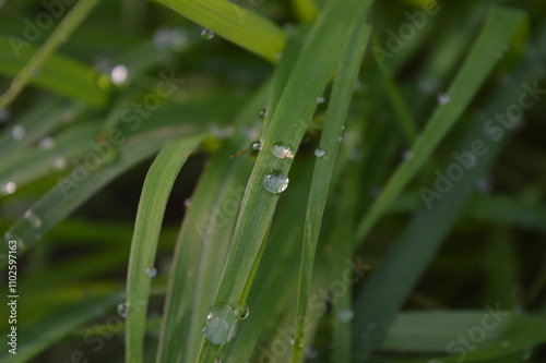 green grass with raindrops in the morning, grass background