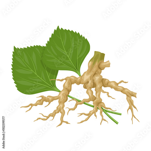 Illustration of catnip roots and leaves, scientific name Indian Acalypha, isolated on a white background.