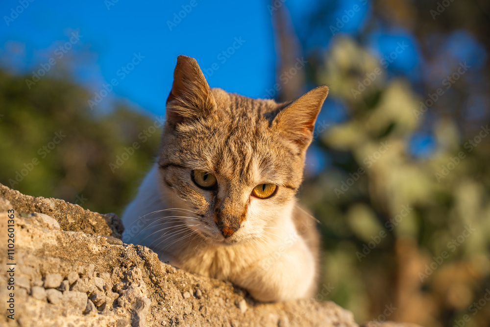 Curious cat relaxing outdoors in golden sunlight. Curious cat relaxing outdoors in golden sunlight.