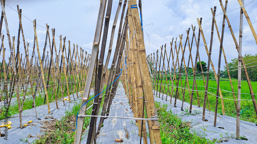 Fototapeta premium kayu bambu bekas pertanian mentimun