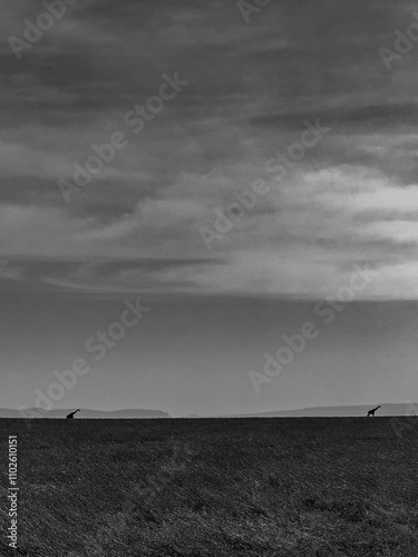 Canvas Print Landscape with giraffes